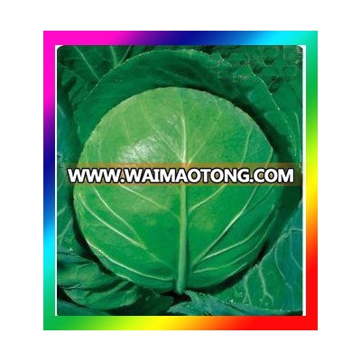 Hybrid Cabbage seeds hybrid vegetable seeds high yield