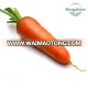 2017 New Arrival New Kuroda Carrot Seed Hot tolerant High quality