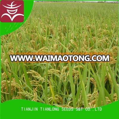 Hybrid rice seeds