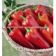 HYBRID HOT PEPPER SEEDS