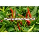 Excellent Quality Chilli Pepper Seeds