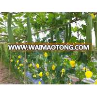 BULK VEGETABLE SEEDS (GOURD SEEDS)