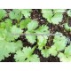 HIGH YIELD IMPORTED CORIANDER SEEDS VERITIES