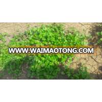 BULK VEGETABLE SEEDS IMPORTED CILANTRO DHANIA SEEDS FOR MAURITIUS