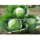 CABBAGE SEEDS FOR FAO SUPPLY