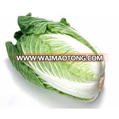 Chinese Cabbage Seeds Good Quality