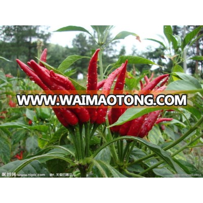 Hybrid chilli seeds high yield vegetable seeds red chilli