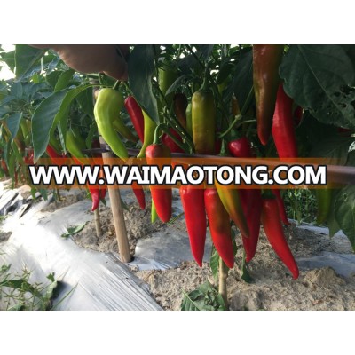 Hybrid Hot Pepper Seeds