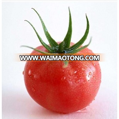 High quality Hybrid tomato seeds vegetable seeds