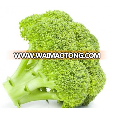 High Yieild Hybrid broccoli seeds High Quality for Hot Sale