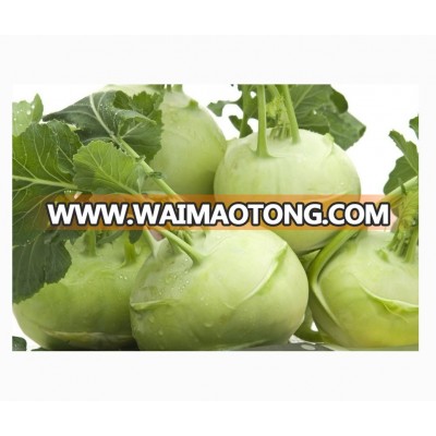 Early maturity strong growth green kohlrabi seeds