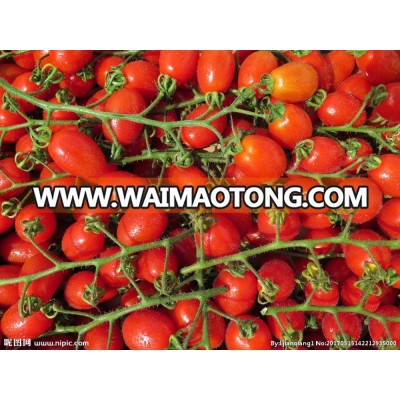 Hybrid tomato seeds