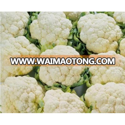 High yield Hybrid Cauliflower Seeds