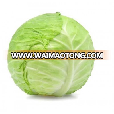 Hybrid Cabbage seeds high yield