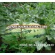 8th emperor bright red flesh hybrid watermelon seed for sale