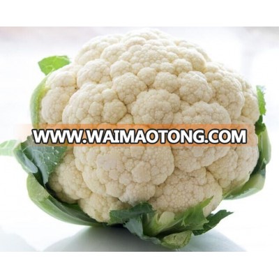 Good quality hybrid cauliflower seed