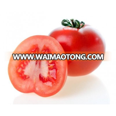 High yield good quality Hybrid tomato seeds