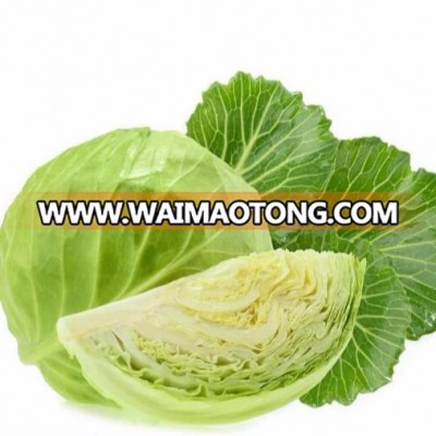 Hybrid Cabbage seeds with high yield