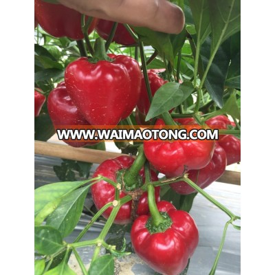 Hybrid sweet pepper seeds high yield vegetable seeds