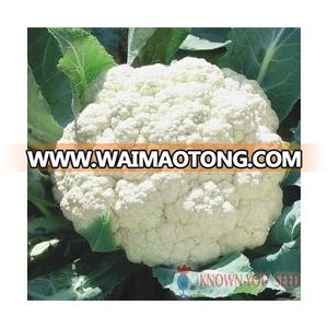 Hybrid Cauliflower seed