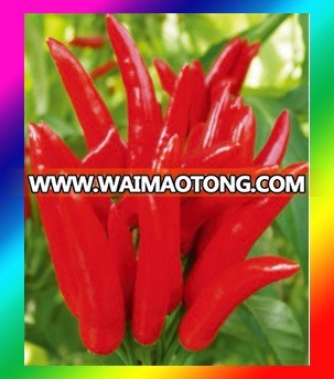 Hybrid chilli seeds high yield vegetable seeds red chilli