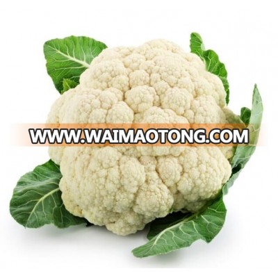 Good quality high yield cauliflower seeds