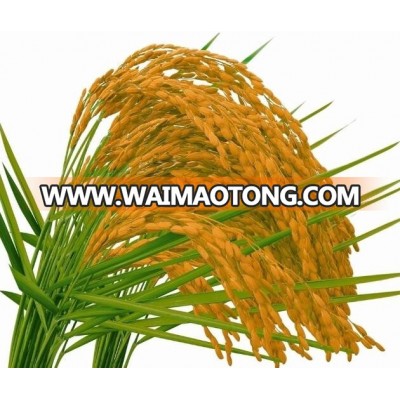 Hybrid Japonica rice seeds