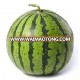 WW seedless hybrid high sugar cotent watermelon seed