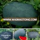 Black General F1 Big Size Good Quality Watermelon seed