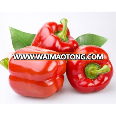 Hybrid sweet pepper seeds high yield