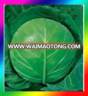 Hybrid Cabbage seeds hybrid vegetable seeds high yield