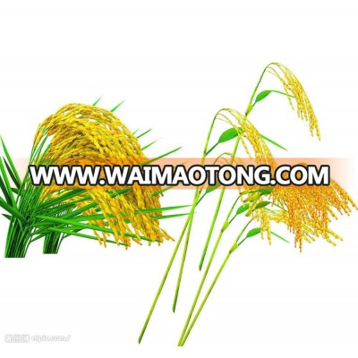 Hybrid rice seeds