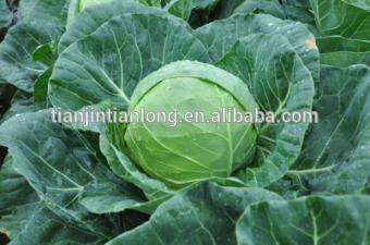 Hybrid Cabbage seeds hybrid vegetable seeds with high yield