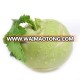 Mid early maturity strong growth green kohlrabi seeds