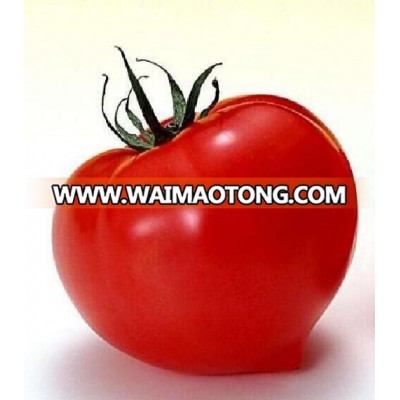 Hybrid Tomato Seeds High Yield High Quality Hot sale