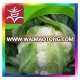 Hybrid cauliflower seeds vegetable seeds high yield