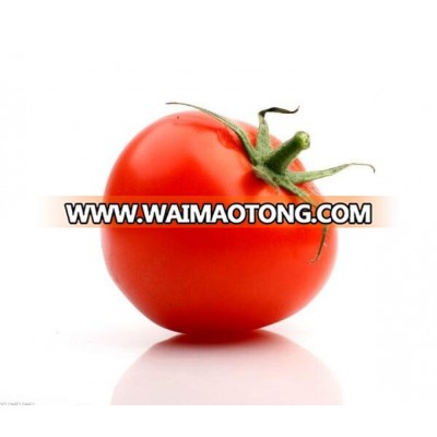 High yield Hybrid tomato seeds good quality