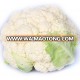 High Yield Hybrid White Cauliflower Seeds For Sale