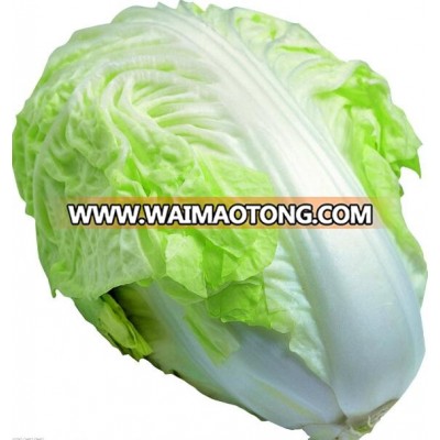 High Quality Chinese Cabbage Seeds High Yield