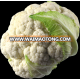 High Yield Early Mature Hot Resistance Hybrid loose Cauliflower Seeds 45 Days