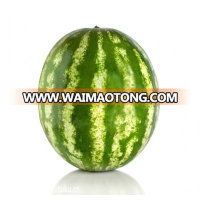 Water Melon seeds Hot Sell High Quality